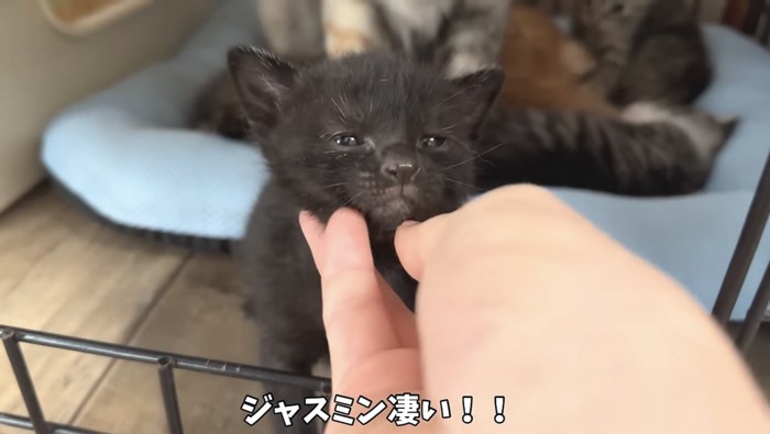 なでられる黒い子猫