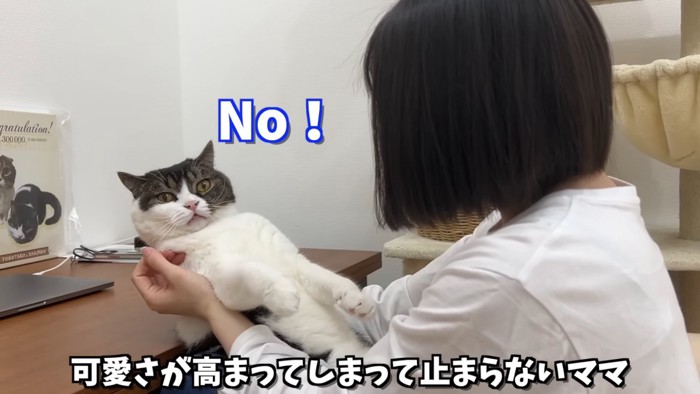 抱っこされる猫