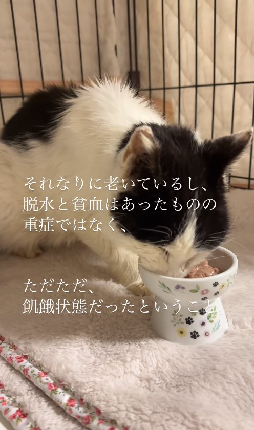 座ってご飯を食べている猫（正面）