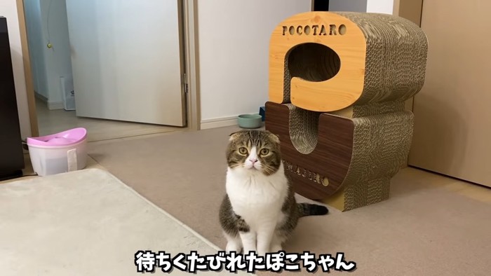 おすわりする猫：