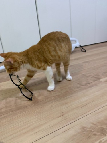 メガネを咥えて引きずっていく子猫