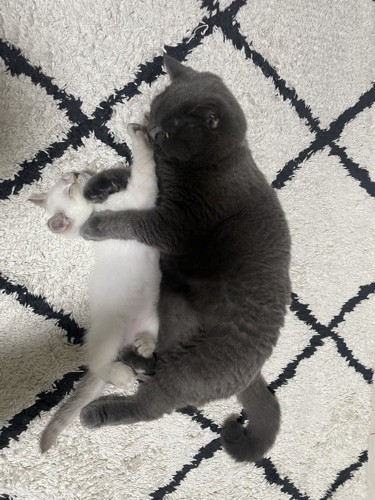 寝転がっている2匹の猫