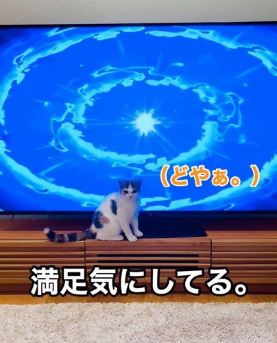 テレビ台の上に座る猫