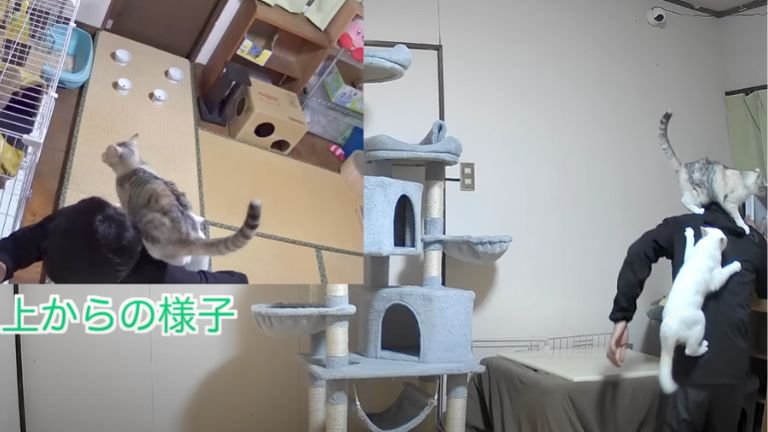 飼い主の体に乗る2匹の子猫