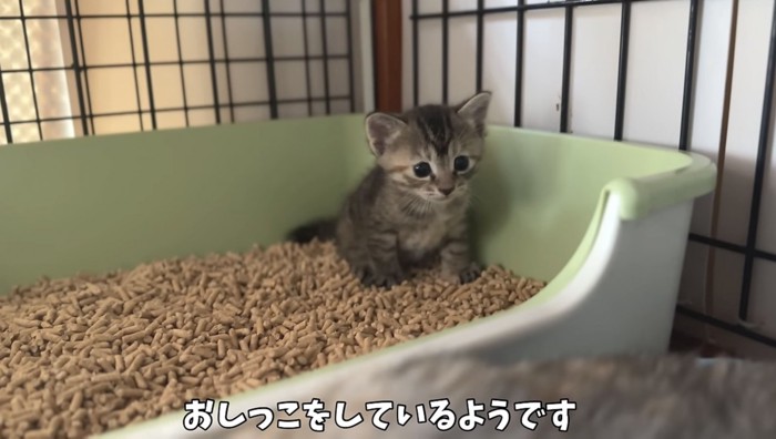 トイレで泣く子猫