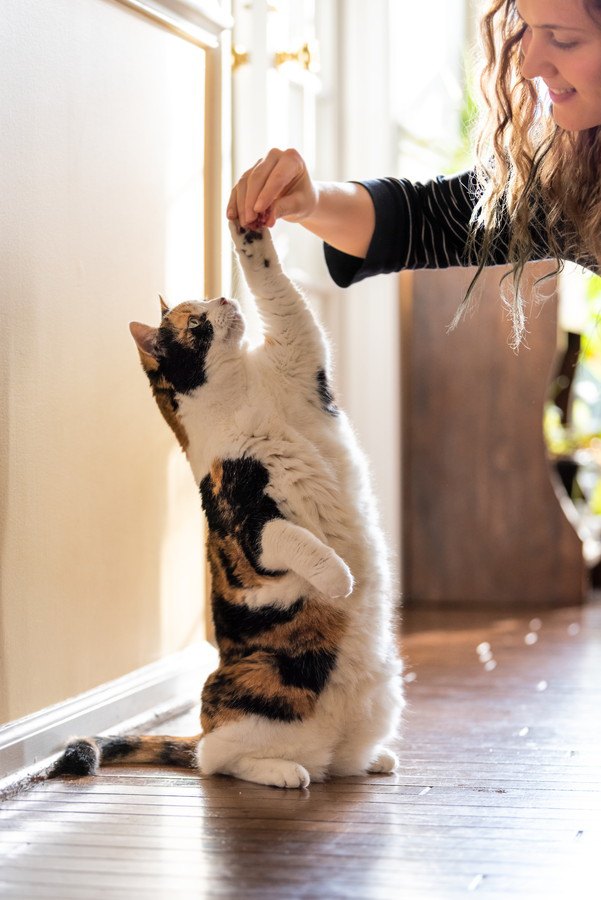 人の手に前足を伸ばす猫