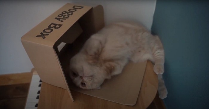 寝転がる猫