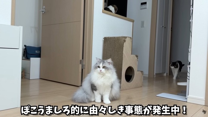 テロップ「ぽこうましろ的に~」