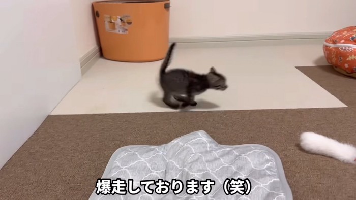 走りまわるウリちゃん