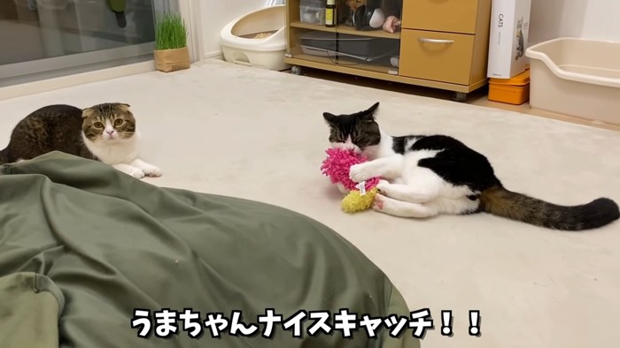 おもちゃを抱える猫とカメラを見る猫