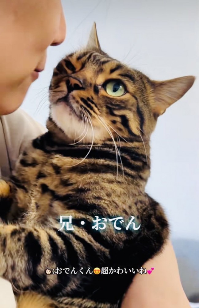 飼い主さんに抱っこされる兄ベンガル