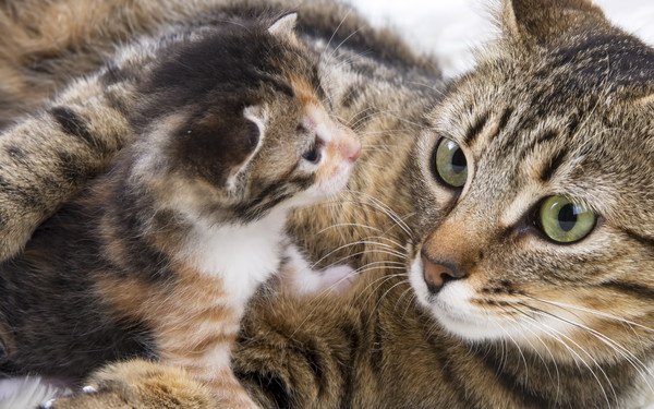 子猫と母猫