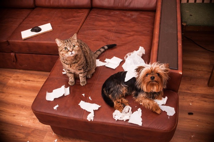 ティッシュで悪戯する犬と猫