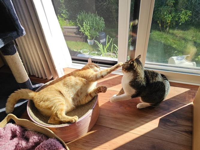 遊ぶ2匹の猫