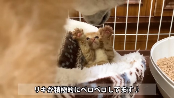 仰向けの子猫