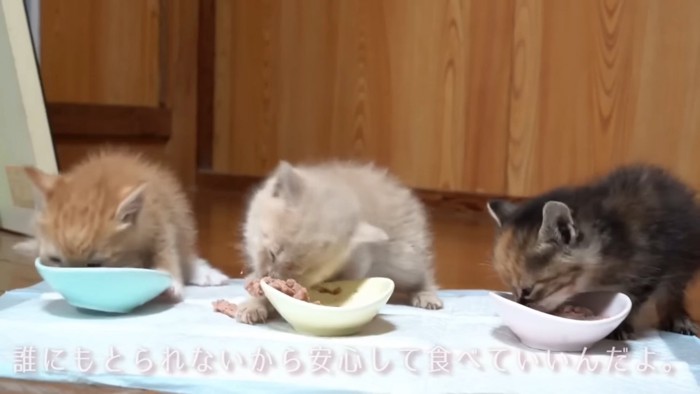 ごはんを食べる子猫たち