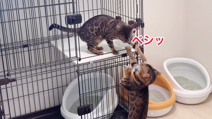 叩く猫と叩かれる猫