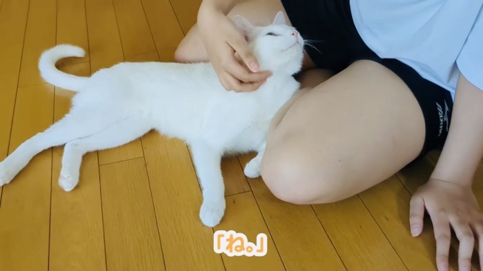 お姉ちゃんに撫でられる白猫