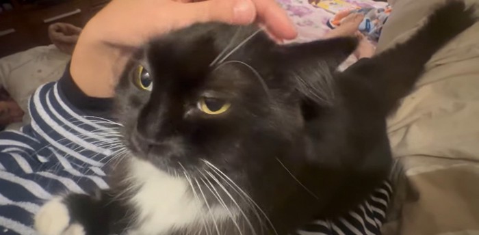 人の上に乗っている猫