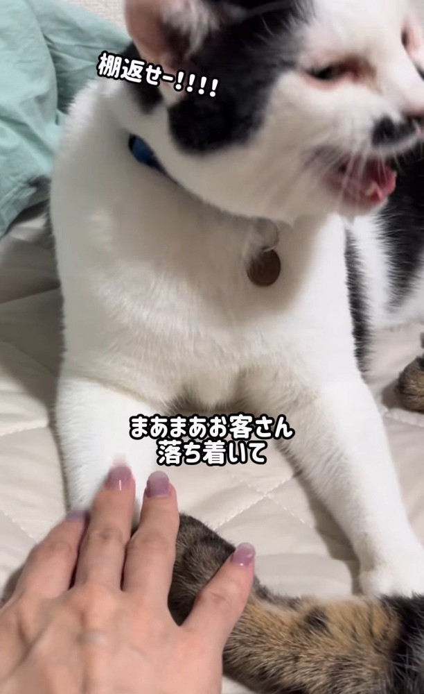前足を人に触られる猫