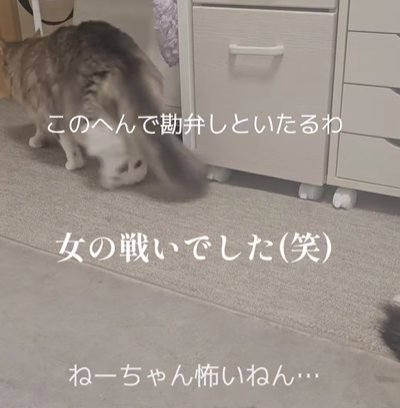 猫が去っていく姿