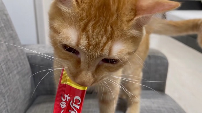 ペースト状のおやつを食べる茶トラ