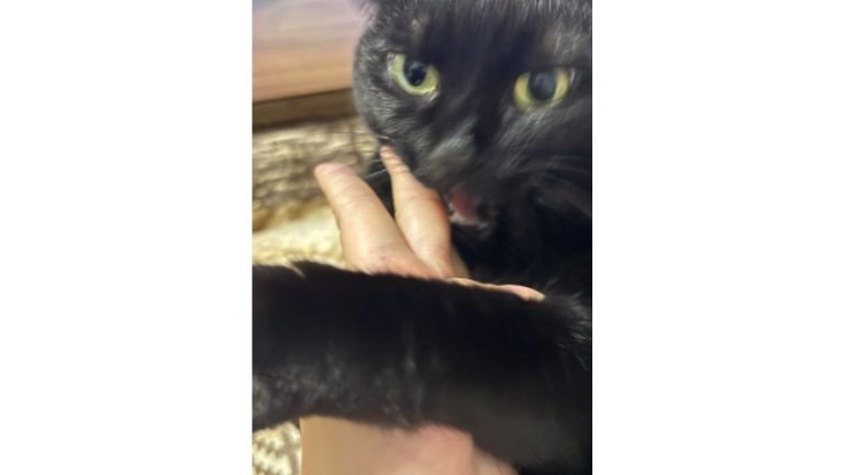 甘噛みしている猫