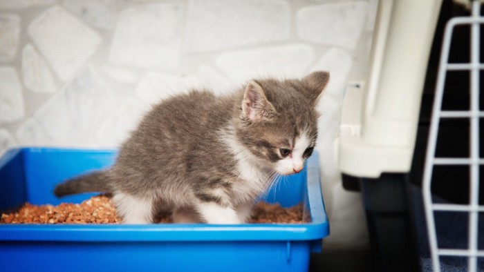 青いトイレで用をたす子猫