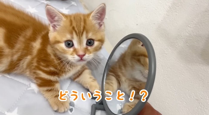 飼い主さんを見つめる猫