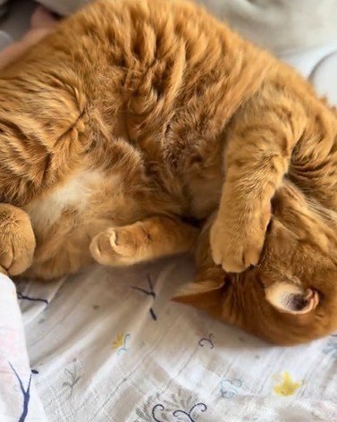 前足で顔を隠しながら眠る猫