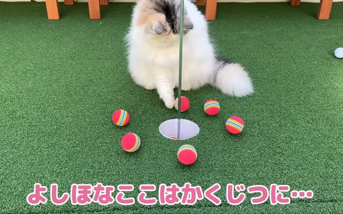 転がす猫