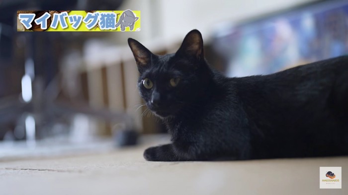 カメラ目線の黒猫