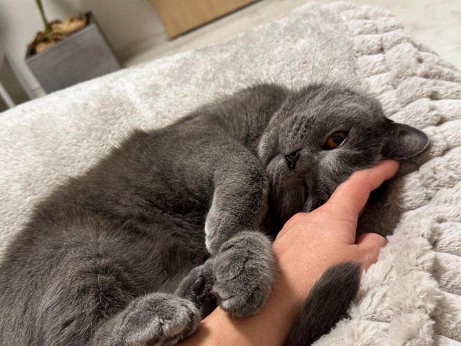じゃれる猫
