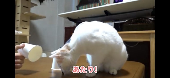 おやつを食べる猫