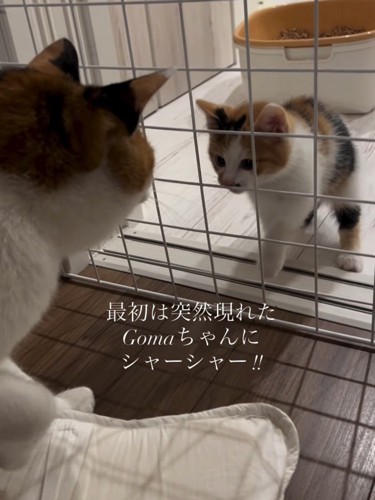 向かい合う成猫と子猫