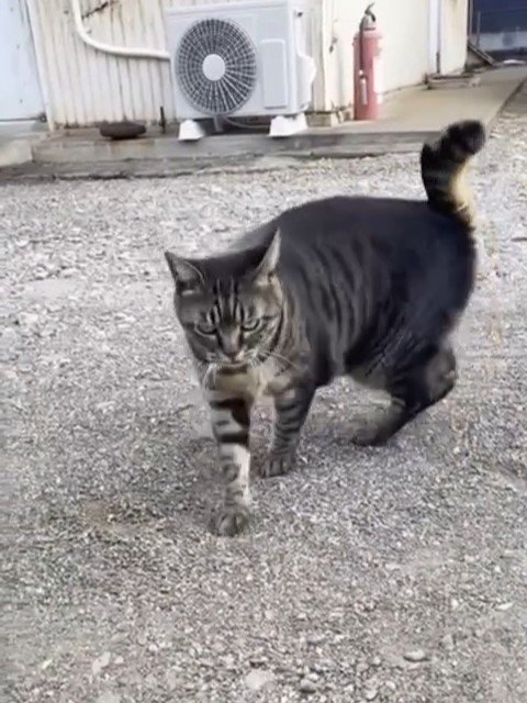 カメラを見る猫