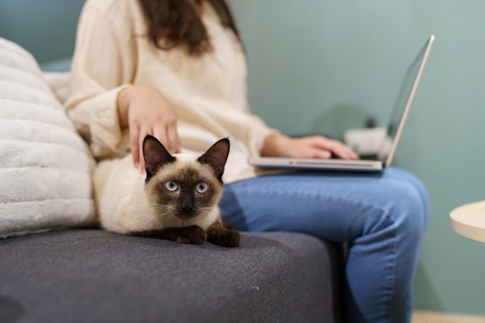 猫と一緒に在宅勤務をする女性