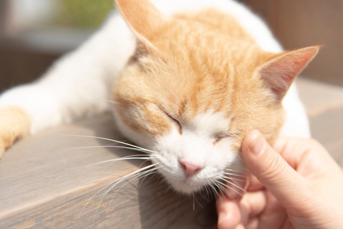 気持ちよさそうな顔の猫