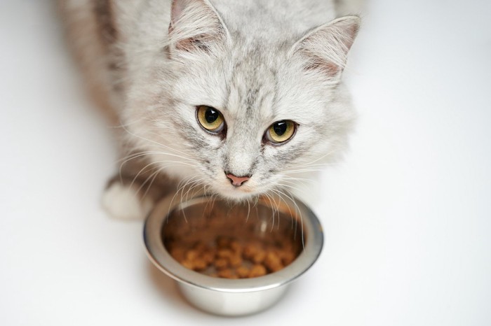 ステンレス製の食器で食べる猫