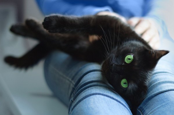 人の足でくつろぐ黒猫