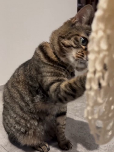 網に前足を伸ばす猫