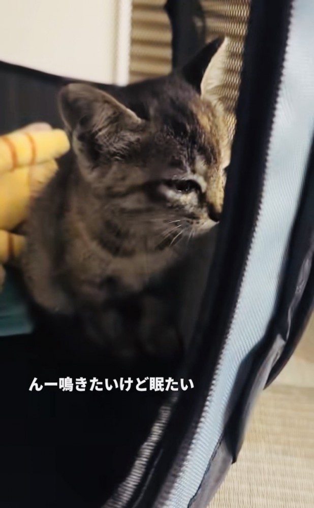 ウトウトする子猫