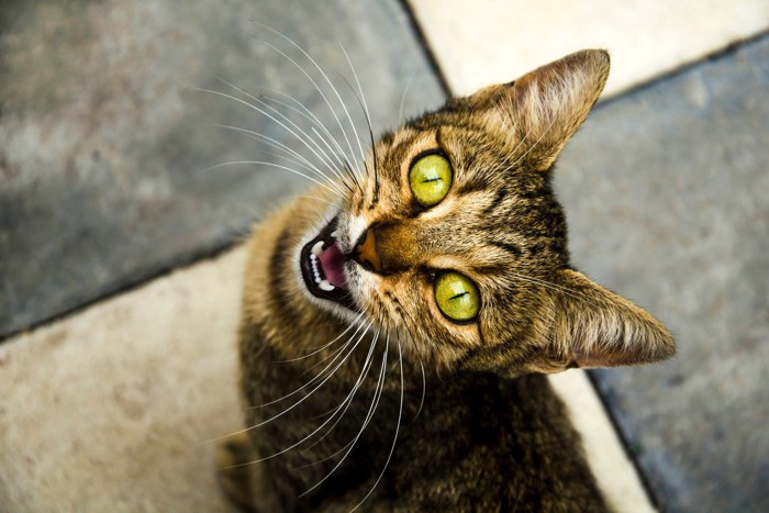 飼い主を見上げて鳴く猫