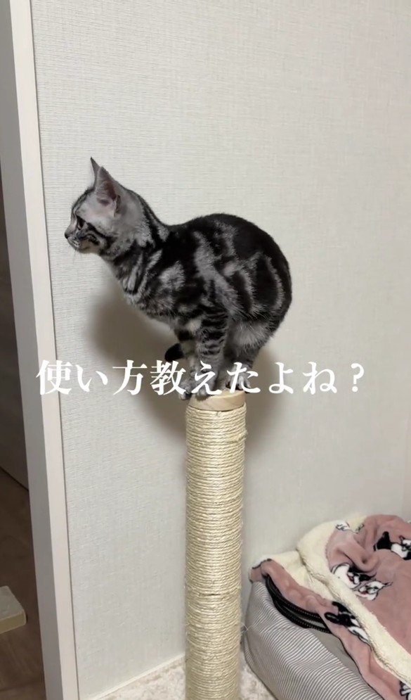 爪とぎにのるぺぺちゃん