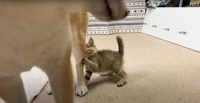 柴犬の足にじゃれつく子猫