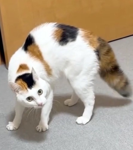睨む猫
