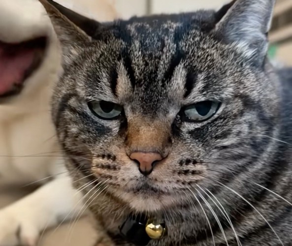 不機嫌そうな猫のアップ