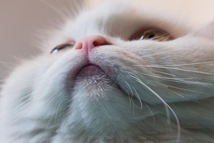 上を向く猫の口元