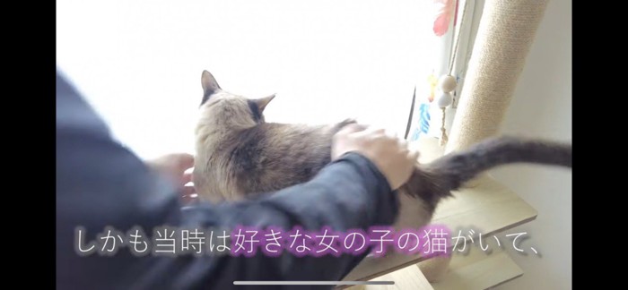 お尻を撫でられている猫