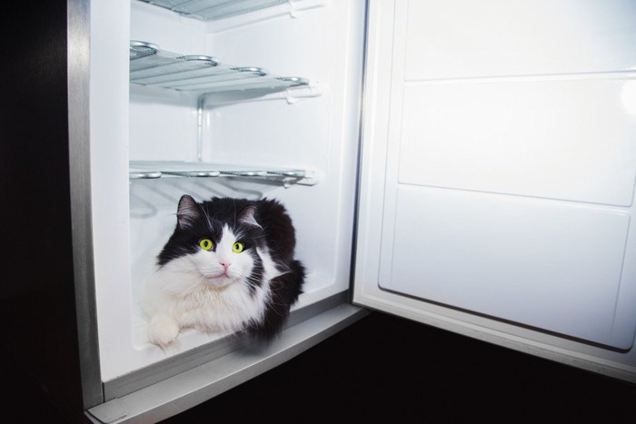 冷蔵庫に入った猫